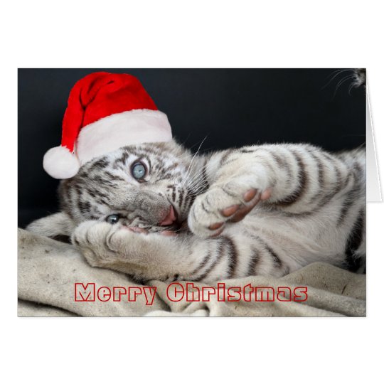 baby white bengal tiger with christmas hat card