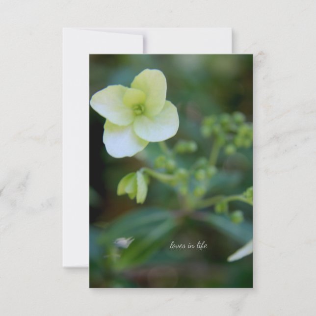 Baby White Flower  Note Card (Front)
