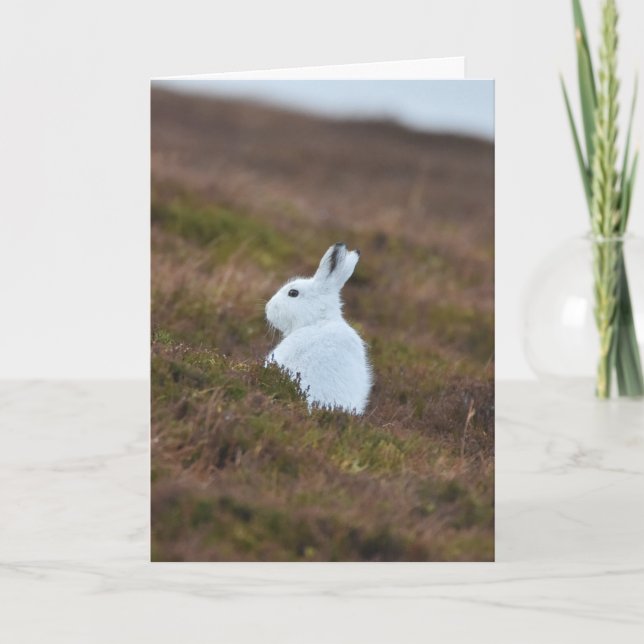 Baby White Hare Card (Front)