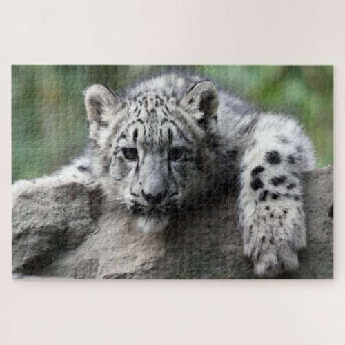 Baby white Leopard looking at you from on a rock Jigsaw Puzzle