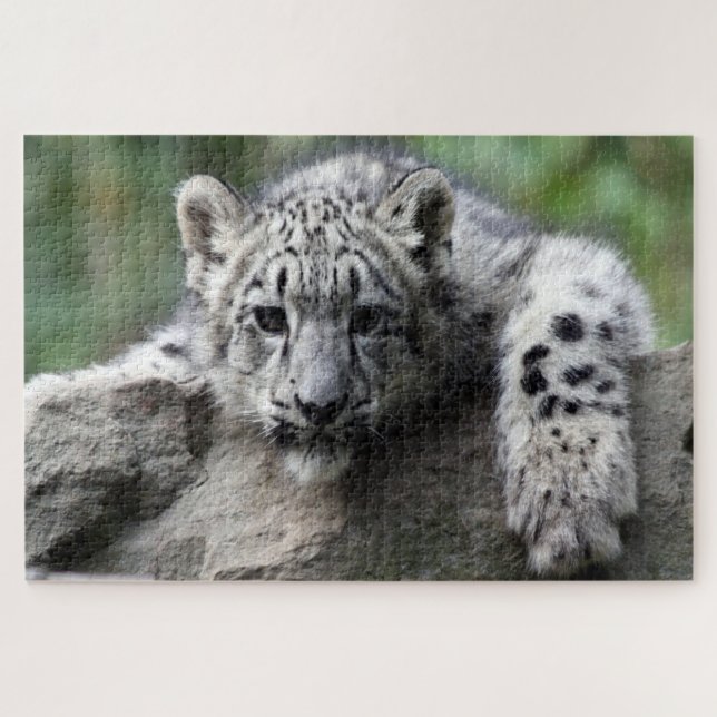 Baby white Leopard looking at you from on a rock Jigsaw Puzzle (Horizontal)