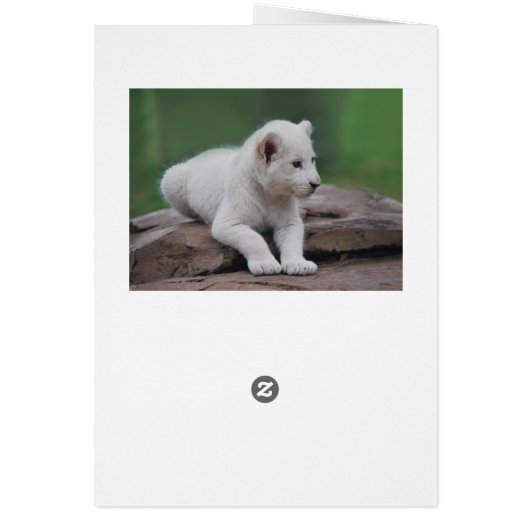Baby white lion cub 2 (Back)