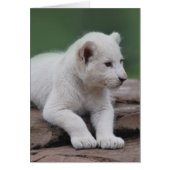 Baby white lion cub 2 (Front)