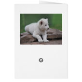 Baby white lion cub 2 cards (Back)