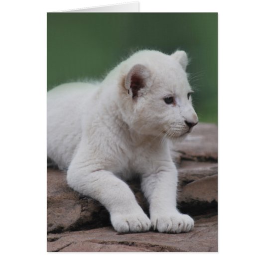 Baby white lion cub 2 cards (Front)
