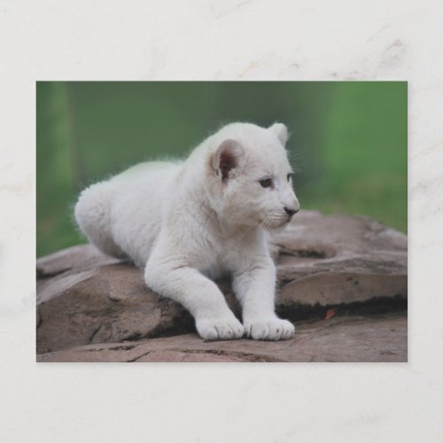Baby white lion cub 2 postcard