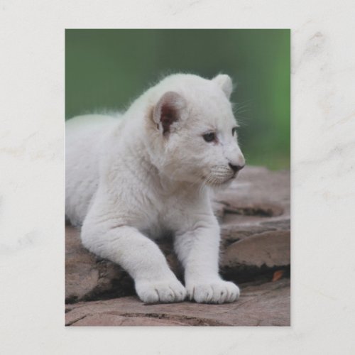 Baby white lion cub 2 postcard