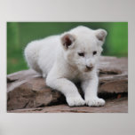 Baby White Lion Cub Series Poster at Zazzle