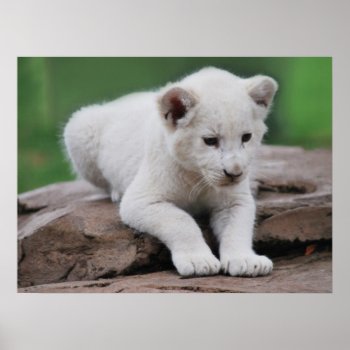 Baby White Lion Cub Series Poster by laureenr at Zazzle