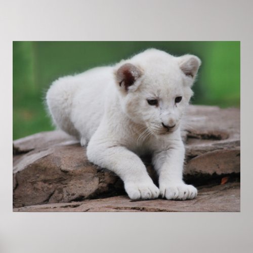 Baby white lion cub series poster