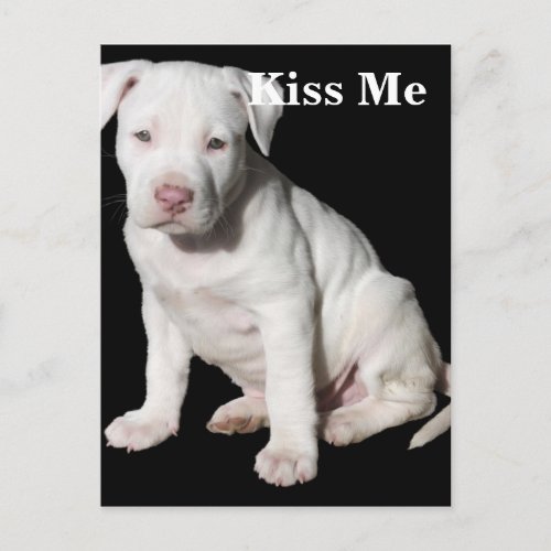 Baby White Pitbull Puppy Postcard