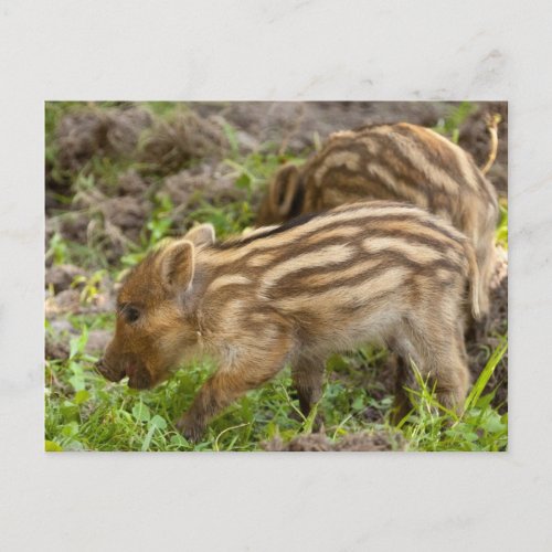 Baby Wild Boar Postcard