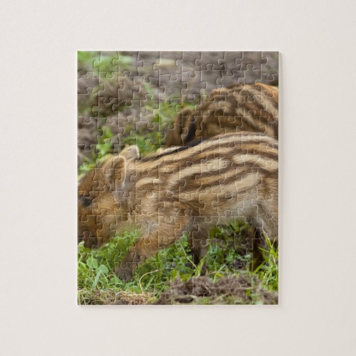 Baby Wild Boar Puzzles