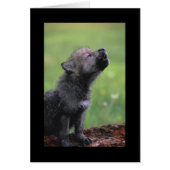 Baby Wolf Howls (Front)