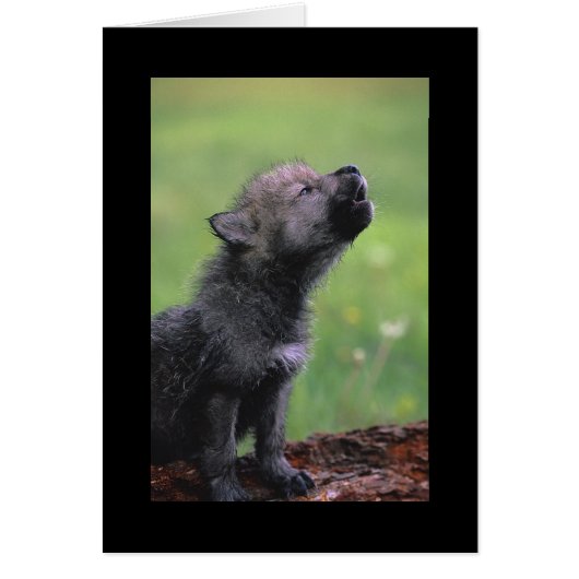 Baby Wolf Howls (Front)