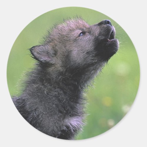 Baby Wolf Howls Classic Round Sticker