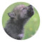 Baby Wolf Howls