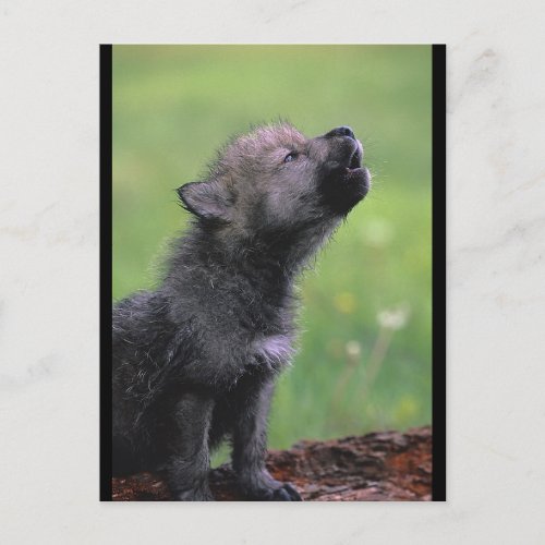 Baby Wolf Howls Postcard