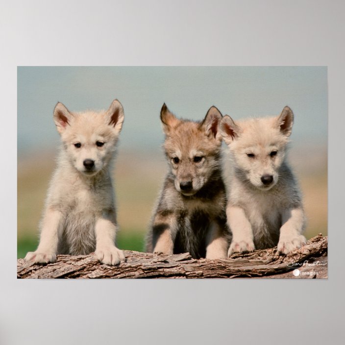 Baby Wolves Poster Zazzle Com