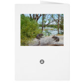 Baby Wombats Playing On A Log, Birthday (Back)