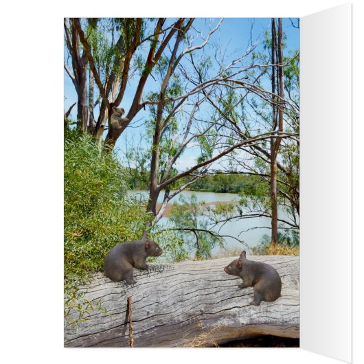 Baby Wombats Playing On A Log, Birthday (Inside (Left))