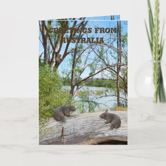Baby Wombats Playing On A Log, Greeting Card