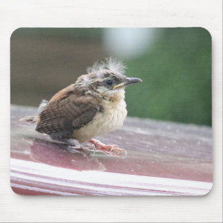 Baby Wren Hair Model Mouse Pad