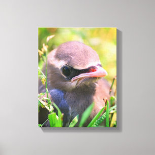 Baby Yellow Cedar Waxwing Fledgling Bird  Canvas Print
