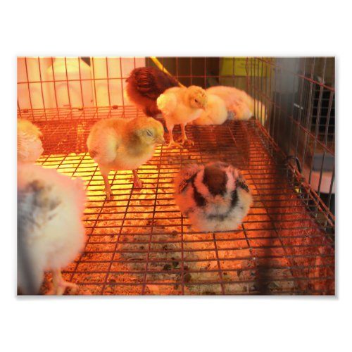 Baby Yellow Chicks in Incubator Photo Print