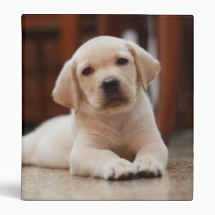 Baby Yellow Labrador Puppy Dog laying on Belly 3 Ring Binder