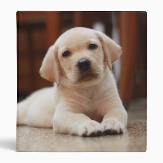 Baby Yellow Labrador Puppy Dog laying on Belly Binder (Front)