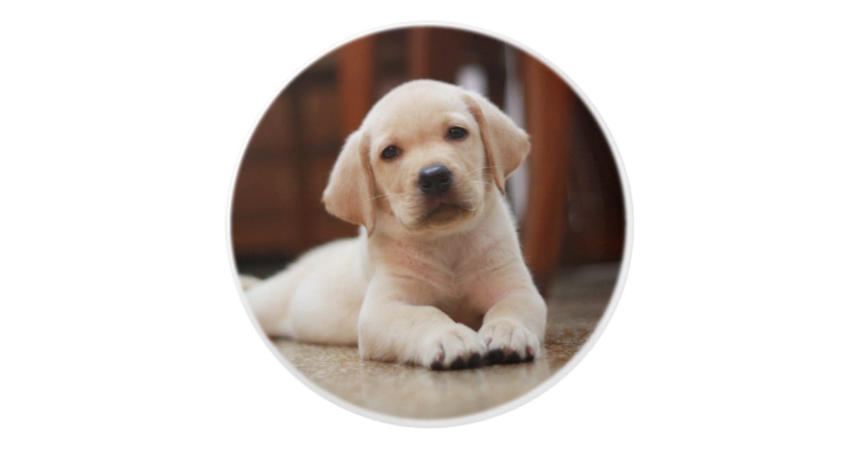 Baby Yellow Labrador Puppy Dog Laying On Belly Ceramic Knob