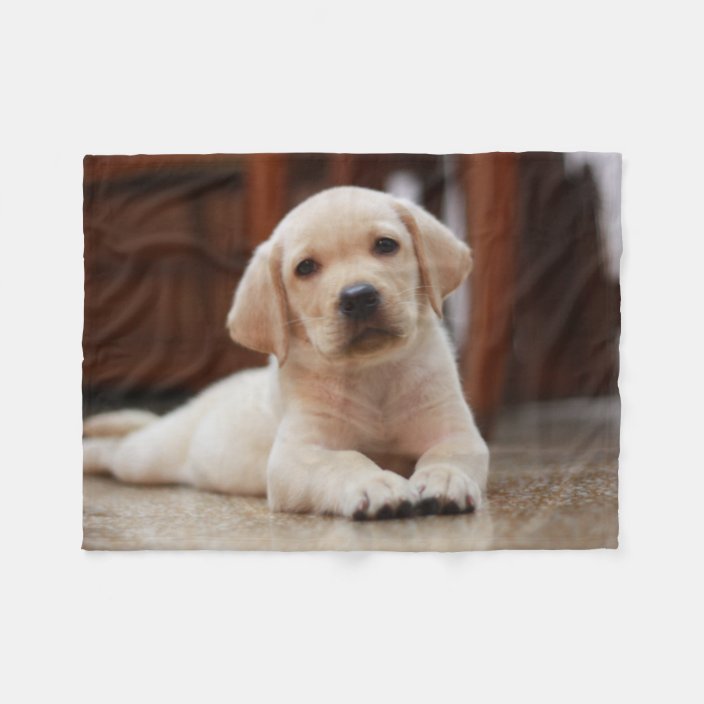 baby yellow labrador