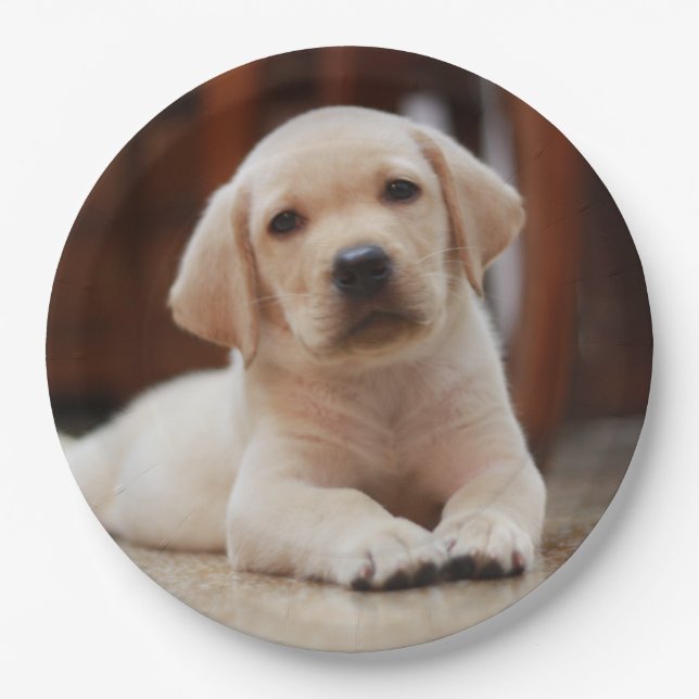 Baby Yellow Labrador Puppy Dog laying on Belly Paper Plates (Front)