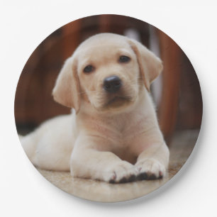 Baby Yellow Labrador Puppy Dog laying on Belly Paper Plates