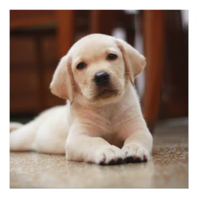 Baby Yellow Labrador Puppy Dog laying on Belly Photo Print