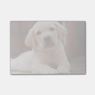 Baby Yellow Labrador Puppy Dog laying on Belly Post-it Notes