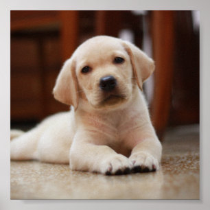 Baby Yellow Labrador Puppy Dog laying on Belly Poster