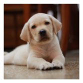 https://rlv.zcache.com/baby_yellow_labrador_puppy_dog_laying_on_belly_poster-r98d88b39e7084e6d9576e1b4f22bd81a_ilb22_166.jpg?rlvnet=1