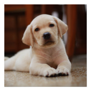 Baby Yellow Labrador Puppy Dog laying on Belly Poster