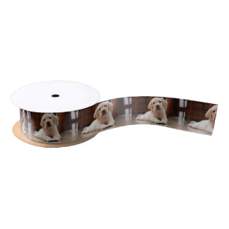 Baby Yellow Labrador Puppy Dog laying on Belly Satin Ribbon