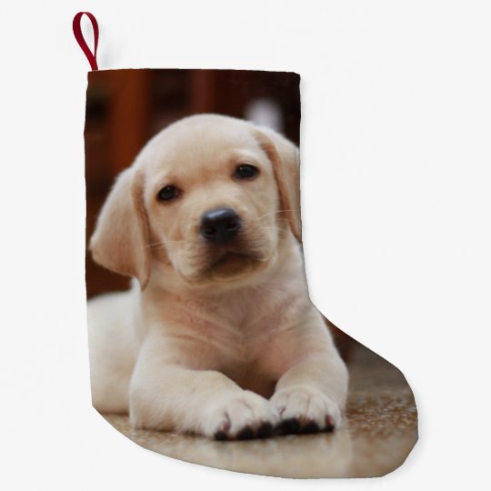 Baby Yellow Labrador Puppy Dog Laying On Belly Small Christmas