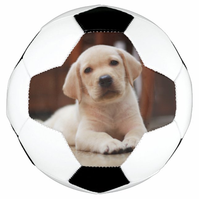 Baby Yellow Labrador Puppy Dog laying on Belly Soccer Ball (Front)