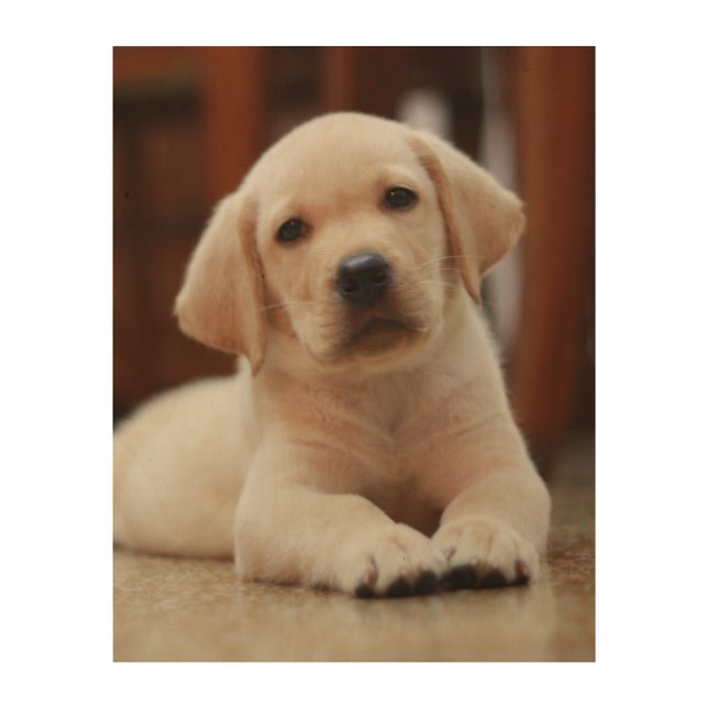 Baby Yellow Labrador Puppy Dog laying on Belly Wood Wall Art (Front)