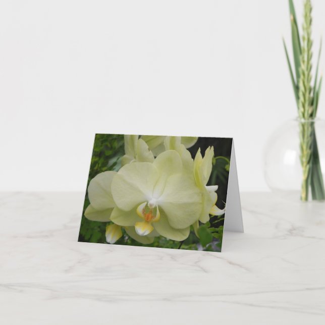 Baby Yellow Orchid Note Card (Front)