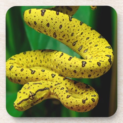 Baby Yellow Phase Green Tree Python Snake Beverage Coaster