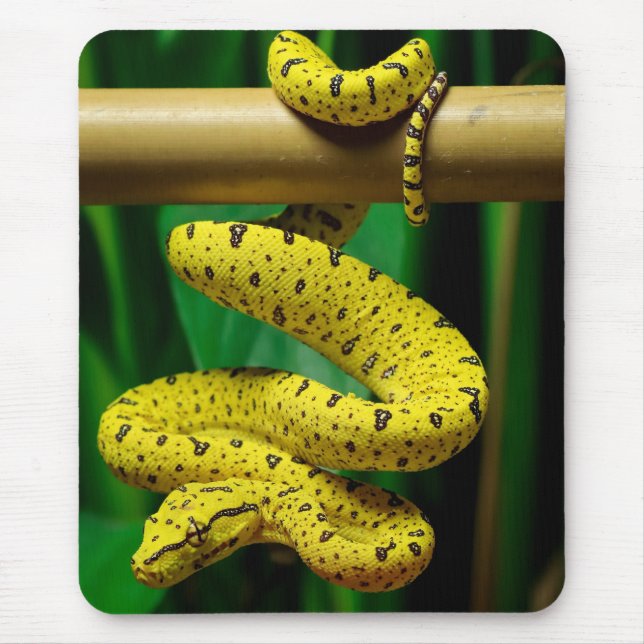 Baby Yellow Phase Green Tree Python Snake Mouse Pad (Front)