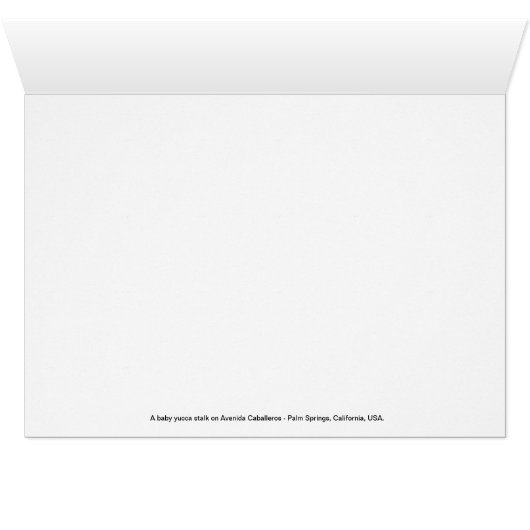 Baby Yucca Stalk (Inside Horizontal (Bottom))