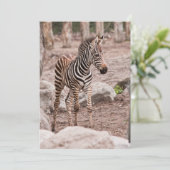 Baby zebra (Standing Front)