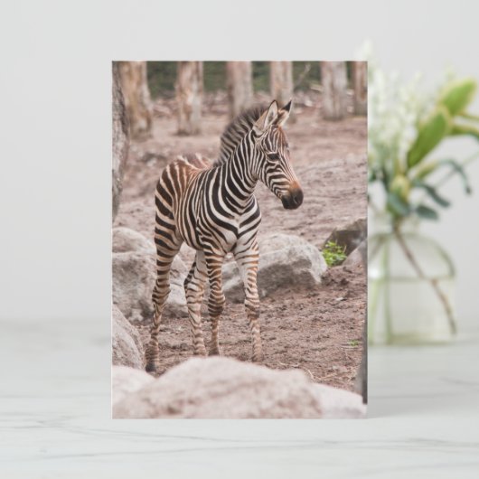 Baby zebra (Standing Front)